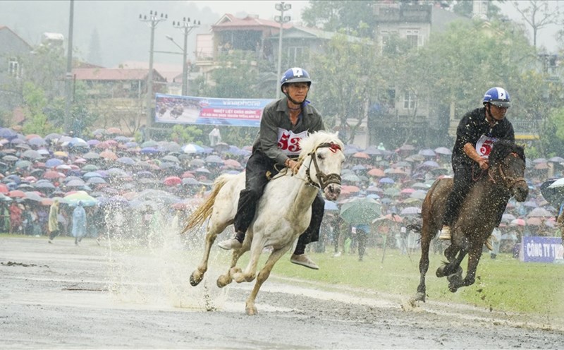 Cá Cược Đua Ngựa